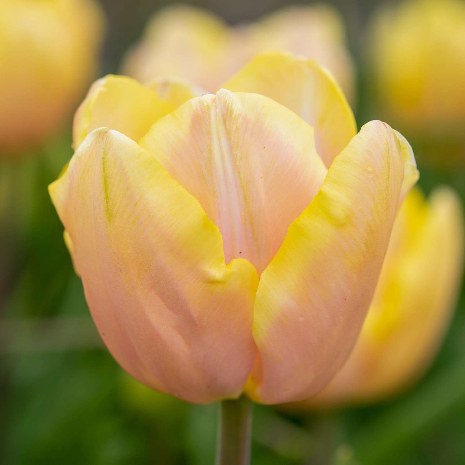 Tulppaani 'Mango Charm'